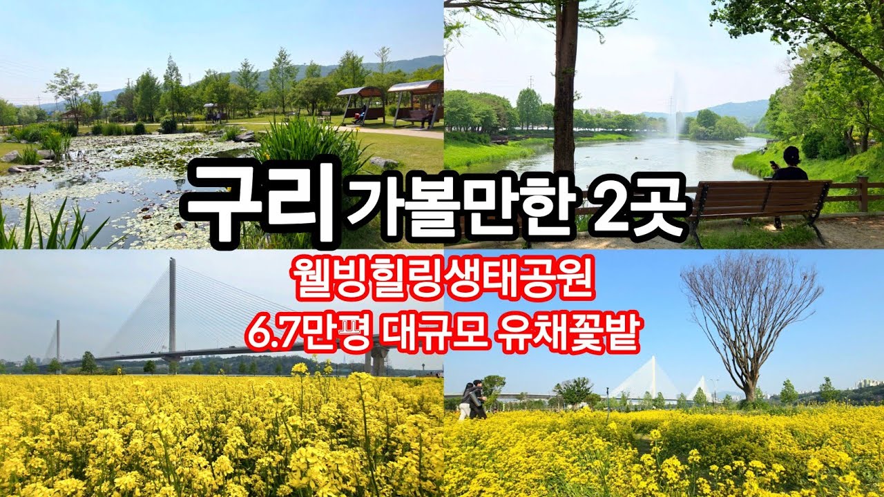 지하철 5분 / 최고의 힐링 생태공원 장자호수공원 / 6.7만평 대규모 유채꽃 구리한강시민공원 #도심속생태공원 #유채꽃축제