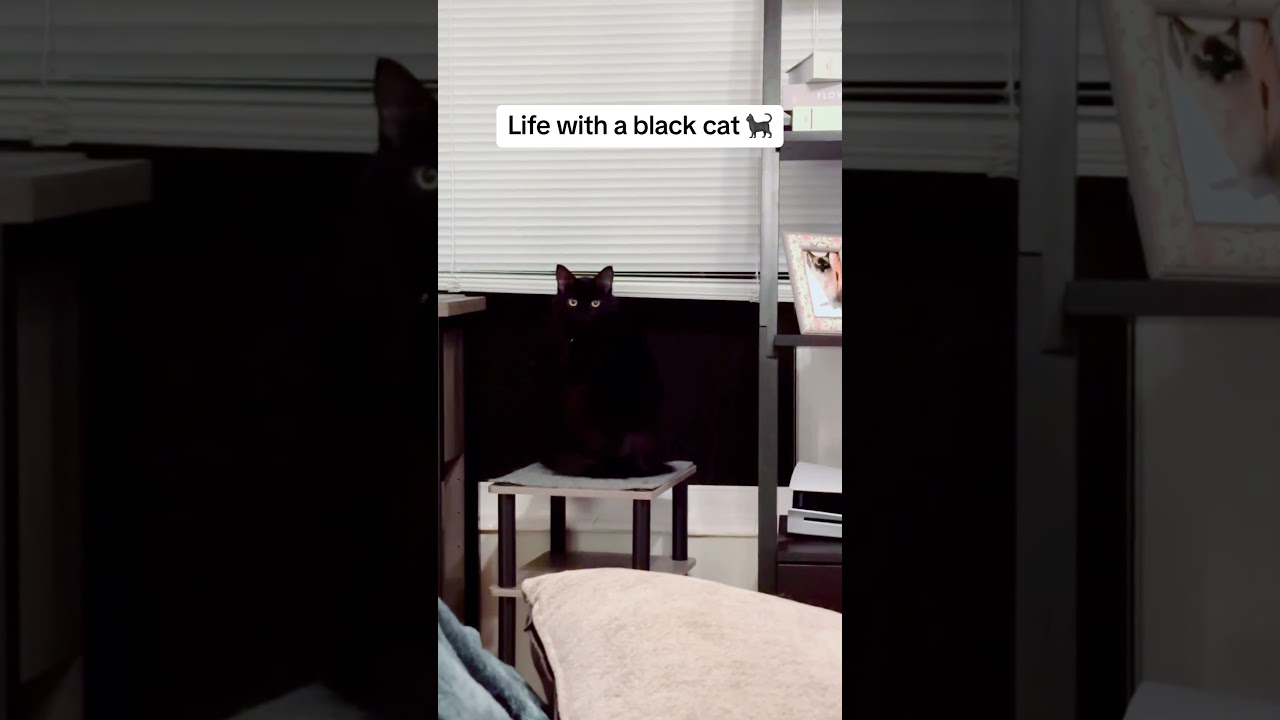 Where is the cat?🐈#cat #catsoftiktok #cats #blackcat #cute #fyp #fun #funny #catlover