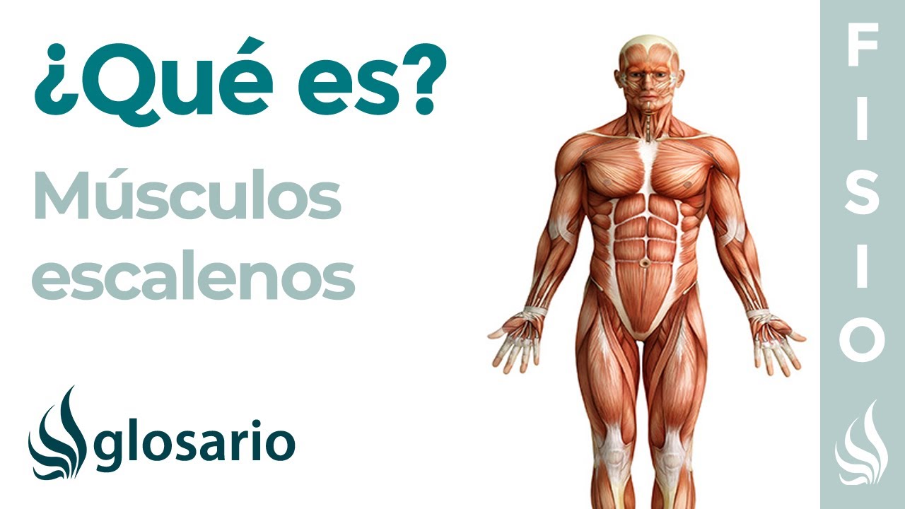 Músculos ESCALENOS | Qué es, cómo relajar, ubicación, origen, inserción, inervación y lesiones