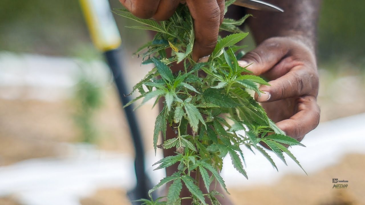 Inside The Business | Rembert Family Farms