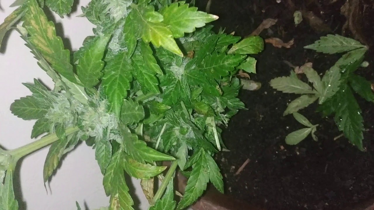 Dutch passion - Orange Bud