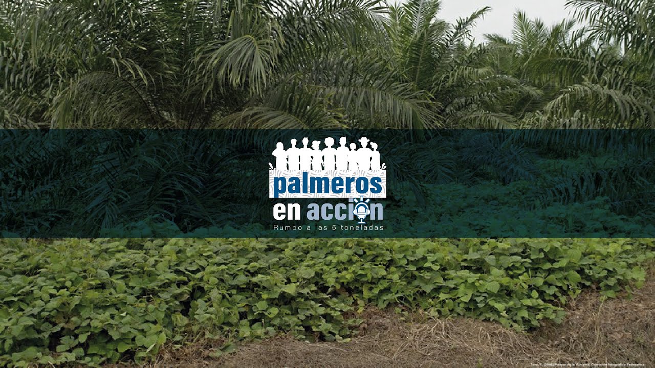 T1 |E6 Palmeros en acción: ¿Son las coberturas leguminosas un aliado en la productividad?