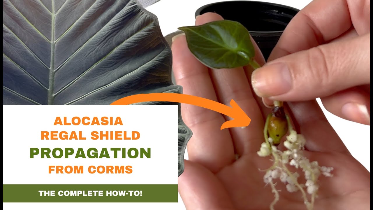 How to Propagate Alocasia from CORMS? Alocasia Regal Shield Propagation Step by Step