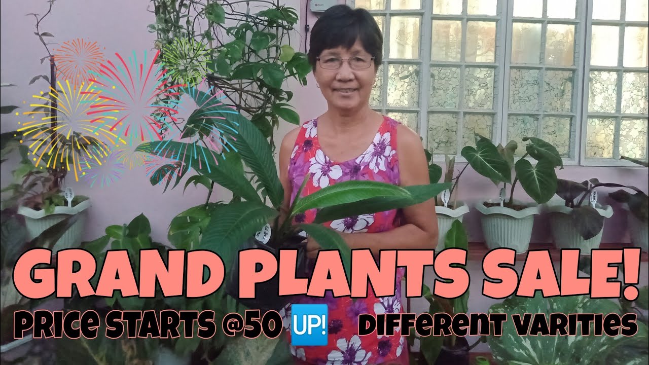 YEAR END SALE at Mely's Garden | Plants for Sale