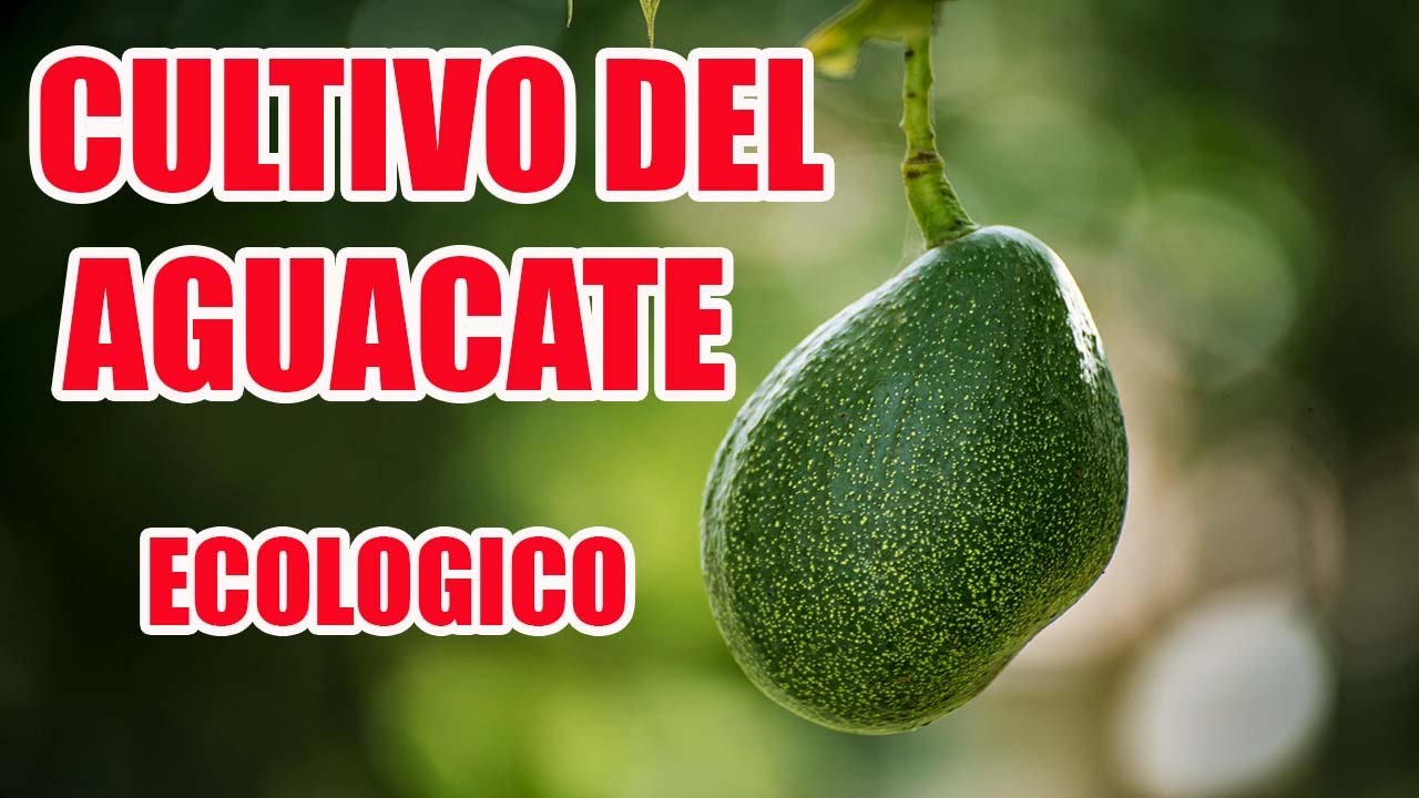 Mi Gran Proyecto Ecologico y Sostenible ( PLANTACION DE AGUACATE 🥑 )