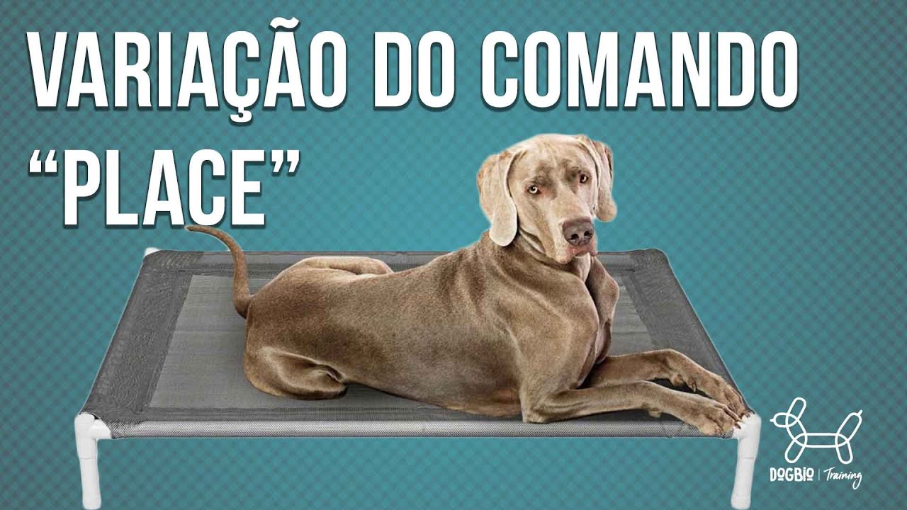 APRENDA UMA VARIAÇÃO DO COMANDO 'PLACE' - DOGBIO TRAINING