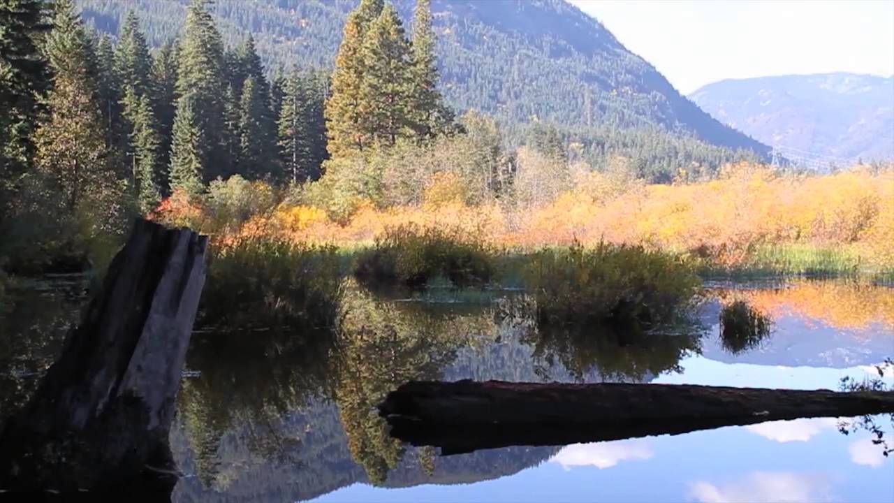 State of Salmon: Restoring a Washington Icon