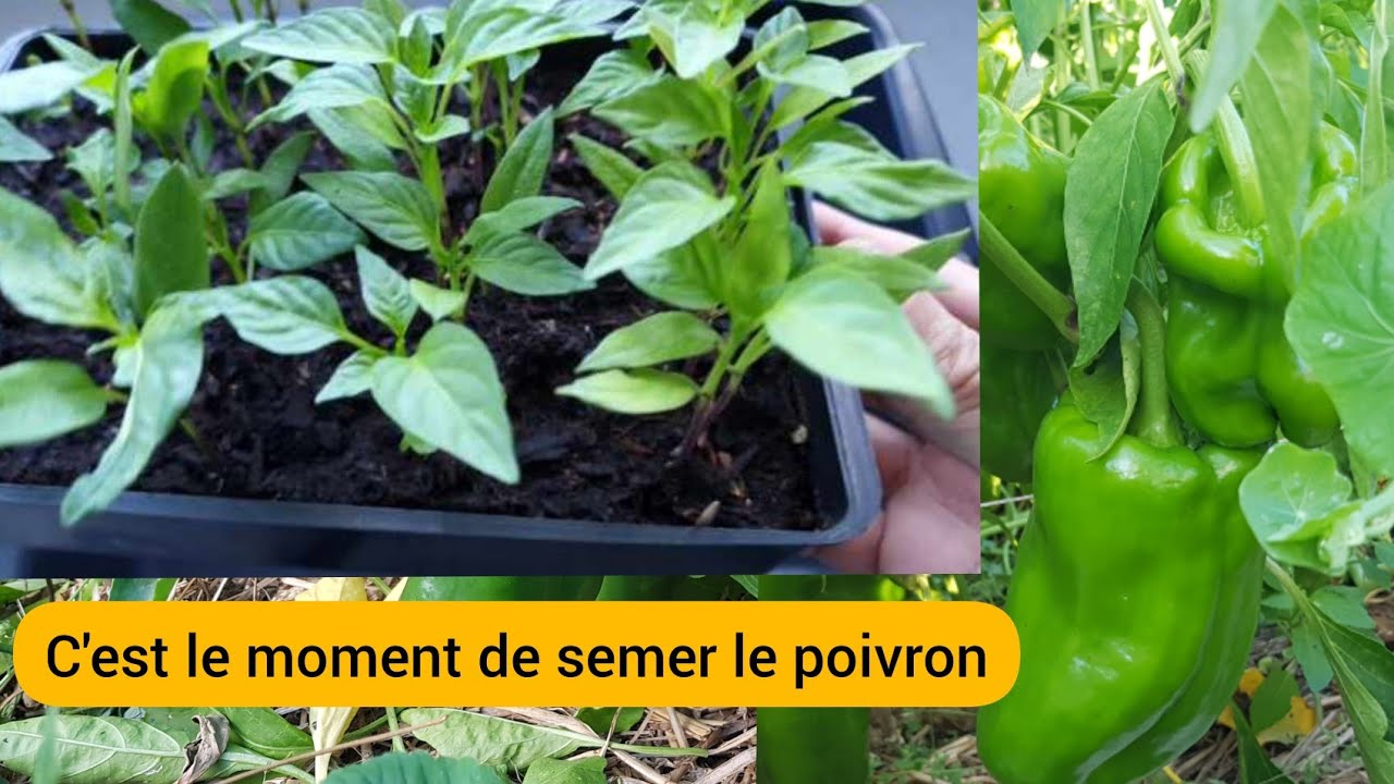 Semer le poivron en 4 temps  2022