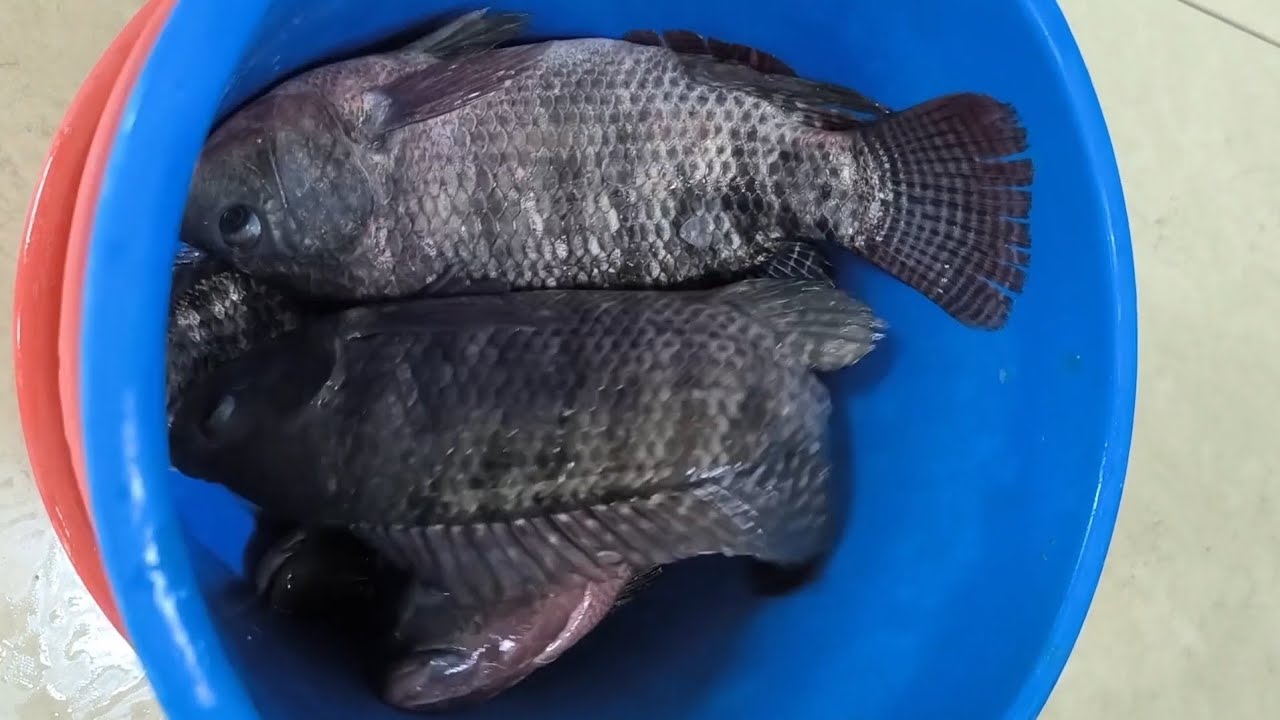 fresh ആയിട്ട് ഒരു fish fry🐠 #SeafoodDelight #Yummy#saudimalayali #malayalamvideo@Foidkyhuicilli-o9b