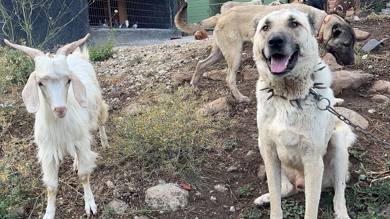 ÇAVUŞ VE YENİ KEÇİ ARASINDA İLERLEME VAR🙂