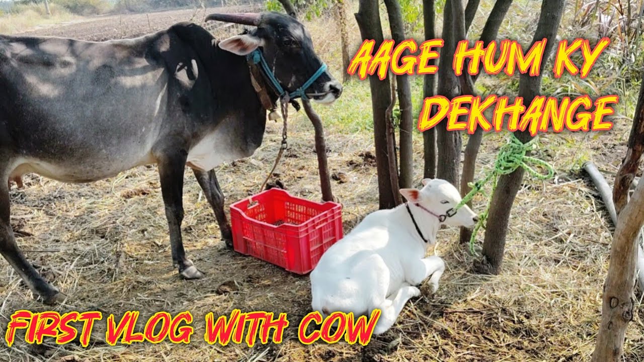 My first vlog, aage ky ky dekhange mere vlogs me      #pets #cowvideos #cowlover #petvlog