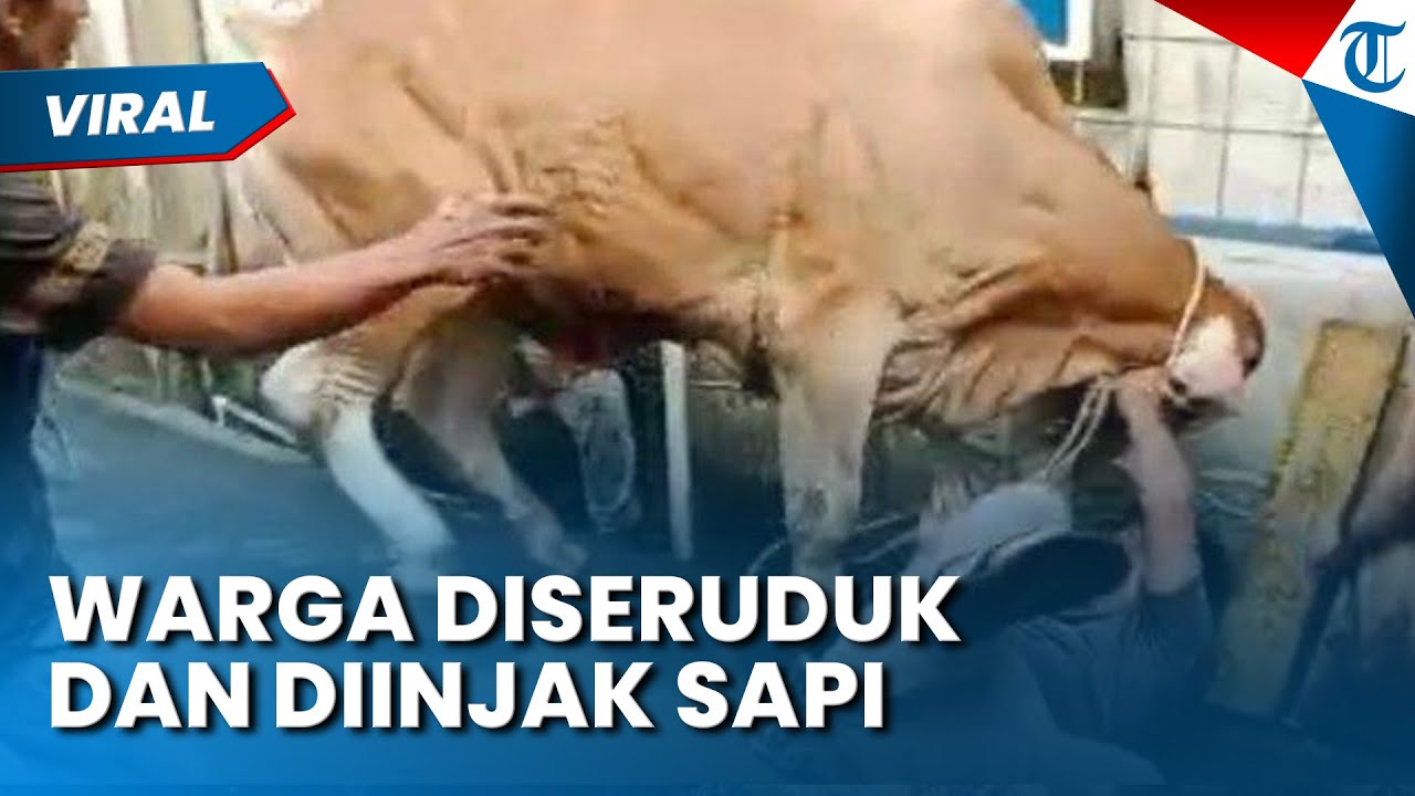 SERUDUK WARGA! Sapi 350 Kilogram Ngamuk di Kota Bandung saat akan Disembelih, Ibu-ibu Panik Menjauh