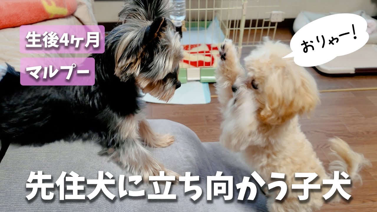 【猛アピール】自分より大きな先輩犬に、何度もアタックを仕掛ける生後4ヶ月のマルプーが可愛すぎたw