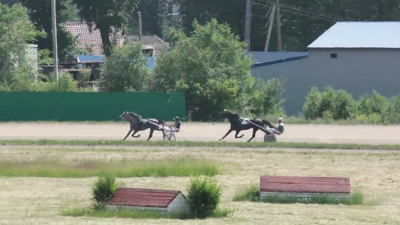 14.06.2025г Абаканский Ипподром лошади 3-х лет орловской рысистой  породы 1600м