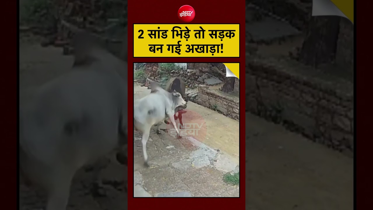 Viral Video | 2 सांड भिड़े तो सड़कबन गई अखाड़ा! #viralvideo #shorts