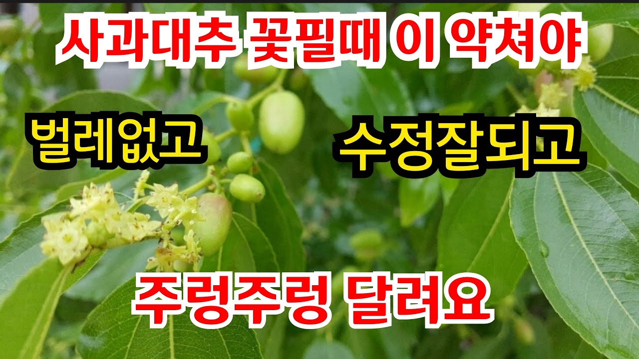사과대추 꽃필때(착과율 따라) 한해 농사승패가 결정됩니다 - 기술지도 / #개화 수정약 #대추꽃 필때방제 #사과대추 방제시기 #대추개화기 방제법