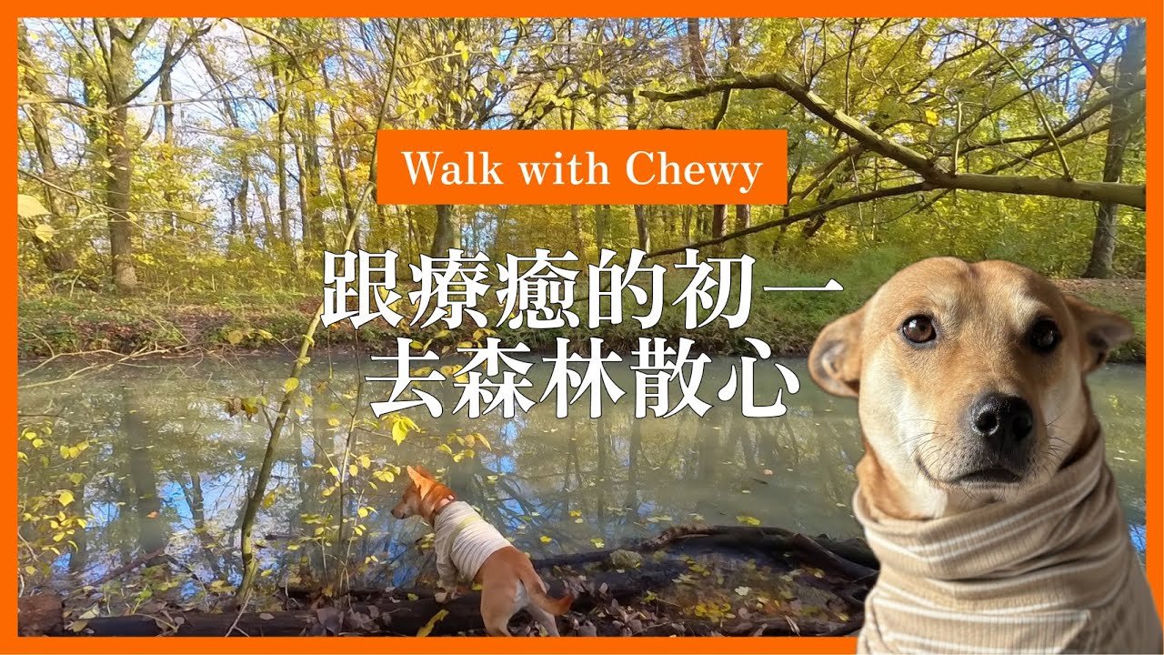[跟初一去散步] 最近愛上跟初一去森林，療癒悲傷的情緒