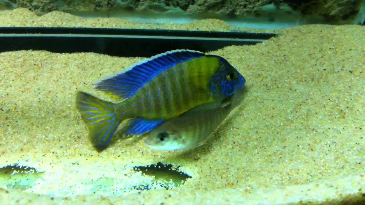 Aulonocara stuartgranti 