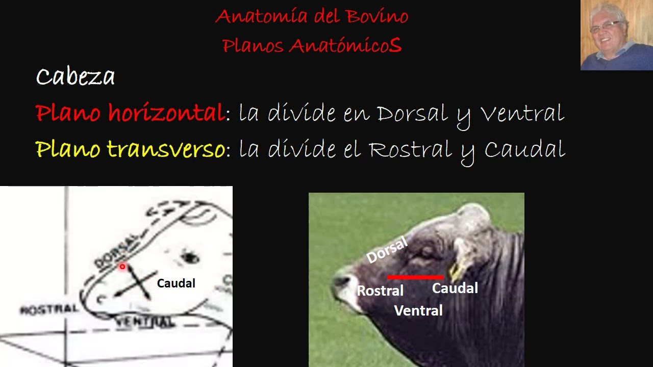 Planos Anatómicos del Bovino