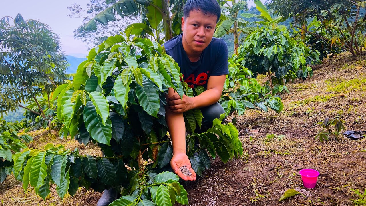 Formas De  Fertilizar Nuestro Cultivo de caf&eacute; Correctamente