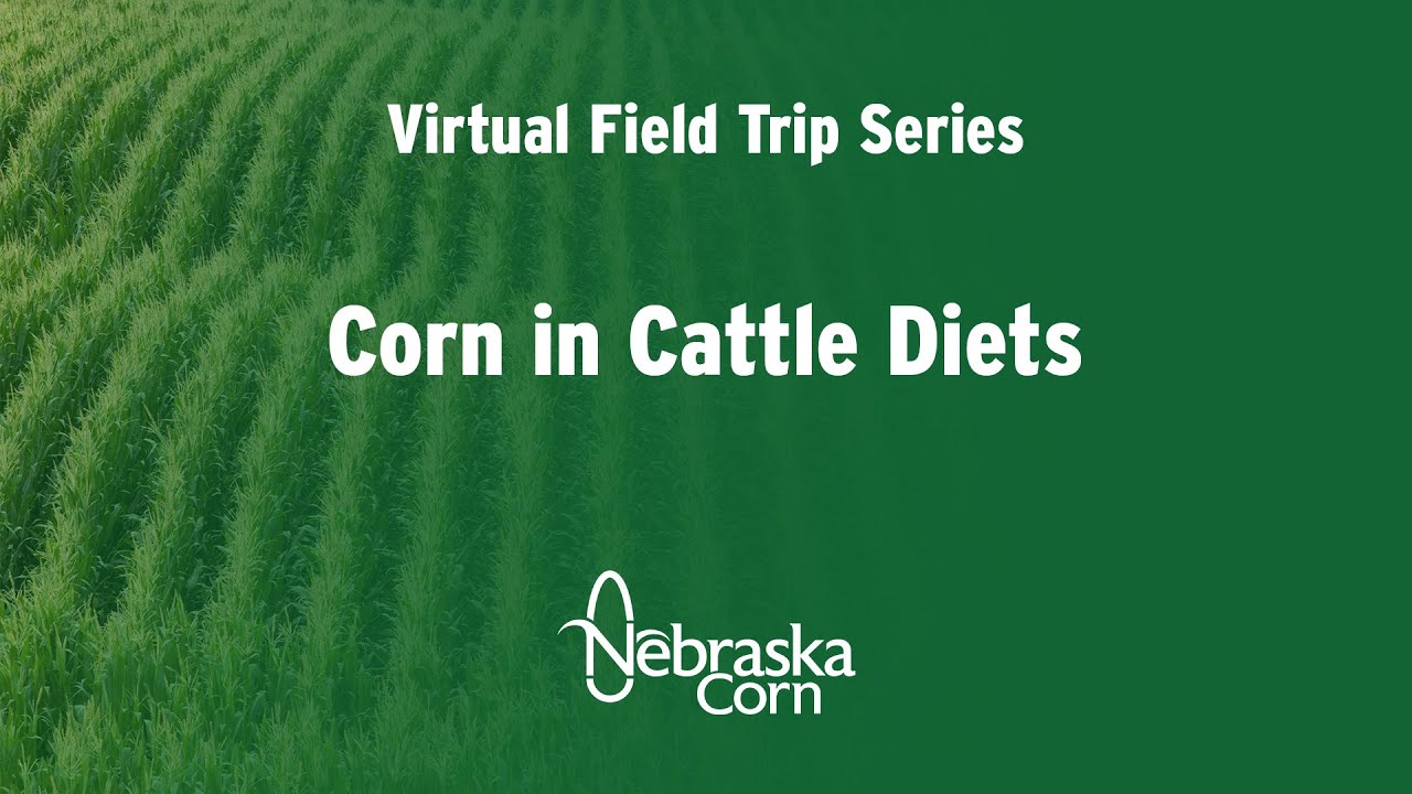 Nebraska Corn Virtual Field Trip Series: Corn in Cattle Diets