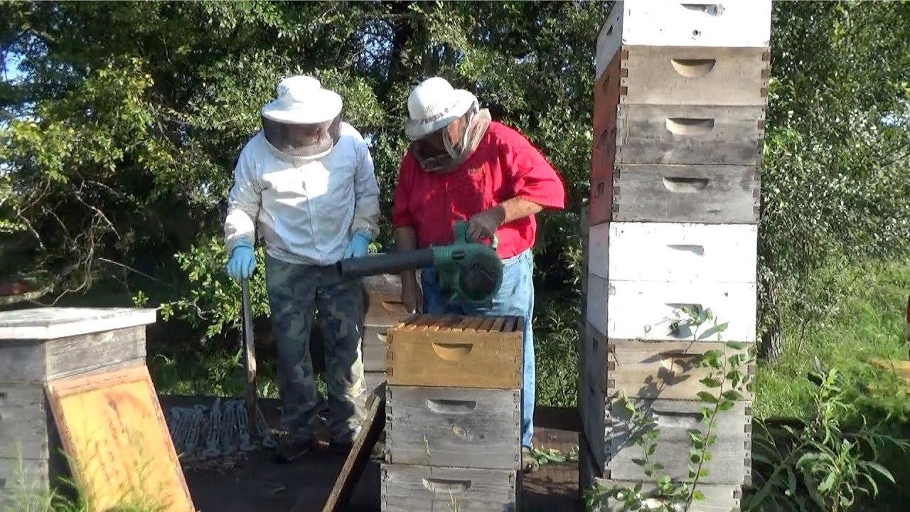 Leaf blower vs. thousands of bees.