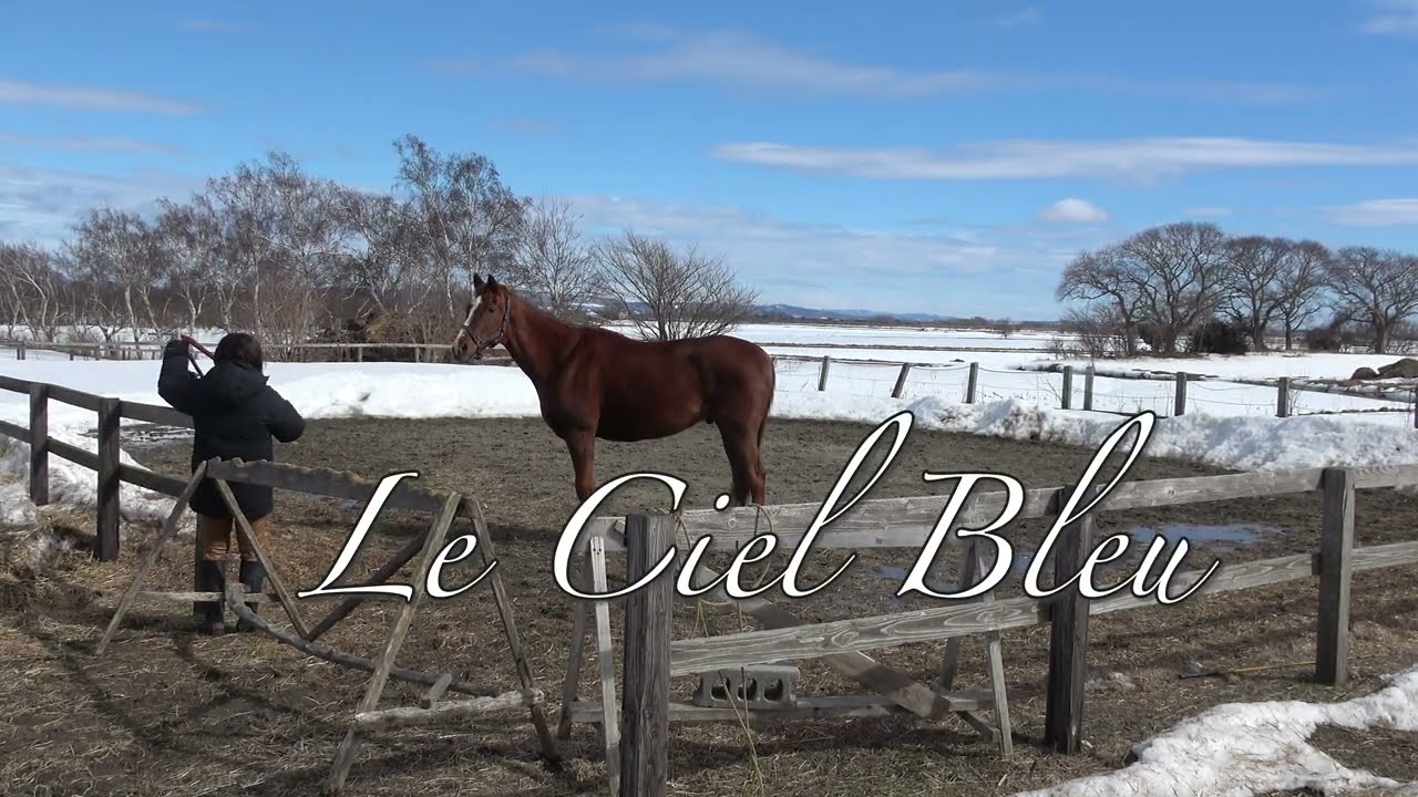 元競走馬タマゴカケゴハン、痛いのを我慢して、獣医さんの指示に従い、頑張って運動する