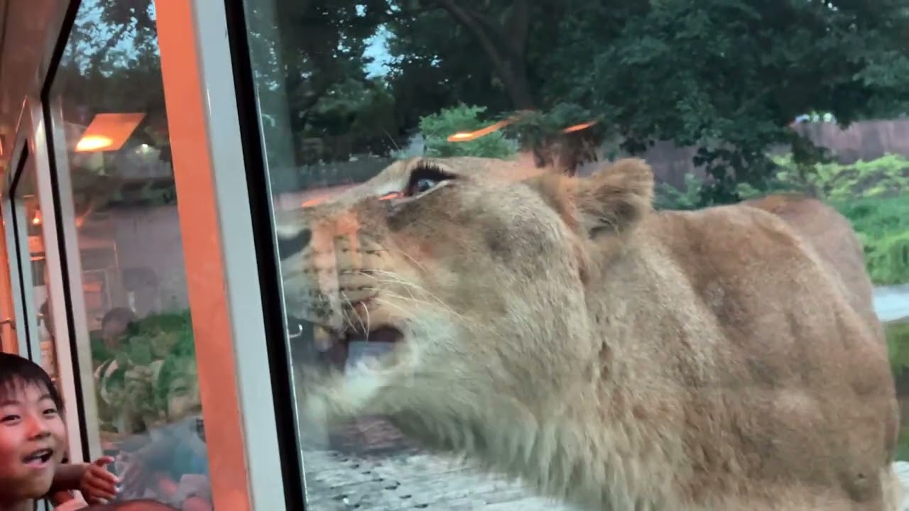 ライオンバス