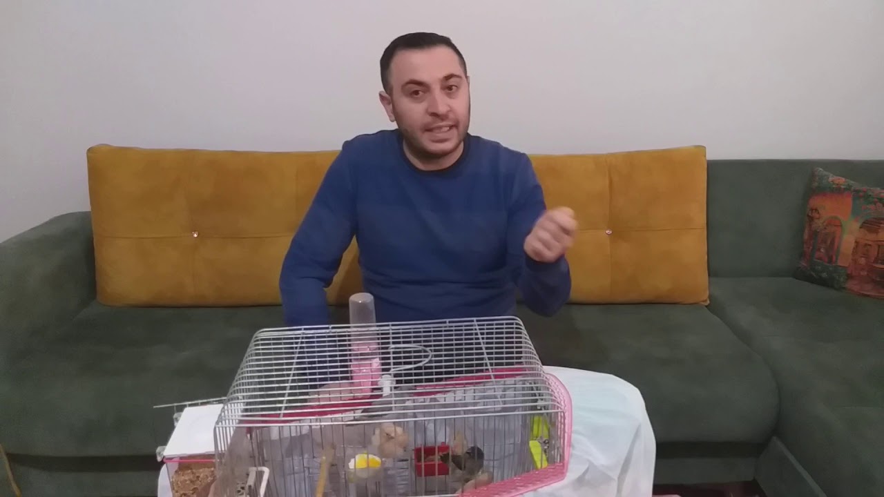 Bengal yavrular yuvadan atladı bundan sonraki püf noktaları ve yapılacaklar