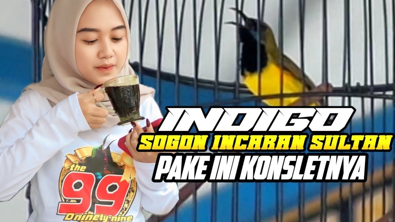 VIRAL🔥 SOGON INDIGO LAYAK 100 JUTA  INCARAN SULTAN ✅