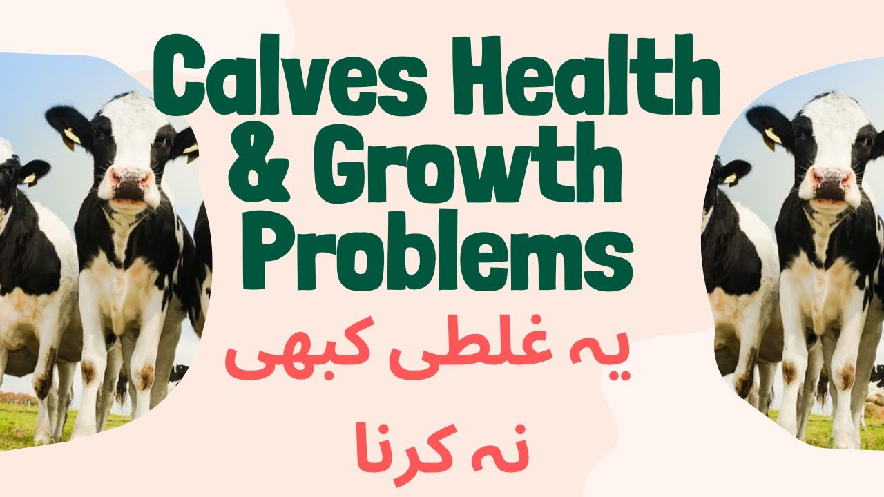 Calves Health & Growth Problem Explained | Kamzor Gaye k Bacho ka Masail hal | How to Grow Cow Calf 