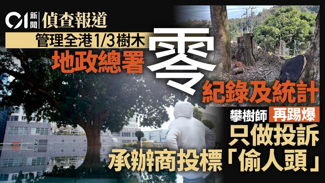塌樹傷人奪命意外頻生　政府外判攀樹師揭孤兒樹、偷人頭監管漏洞｜01新聞｜冧樹｜樹木安全｜大埔塌樹｜海防道｜地政總署 #hongkongnews