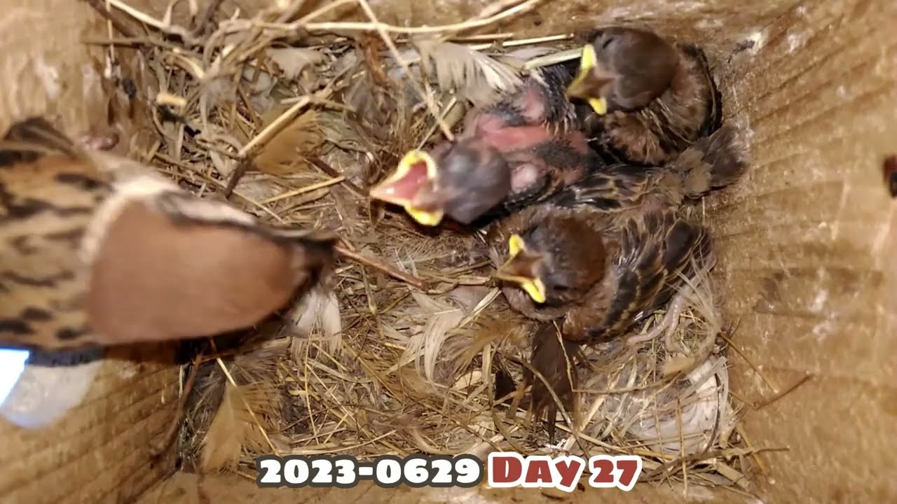 From empty nest to chicks fledging