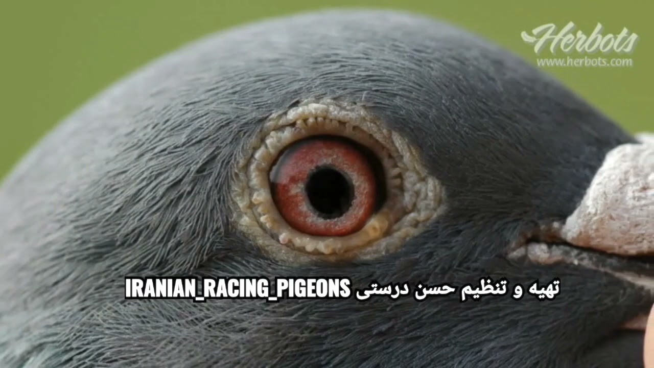 قسمت دوم از مستند گابی فاندنابیله 
gaby vandenabeele racing pigeons