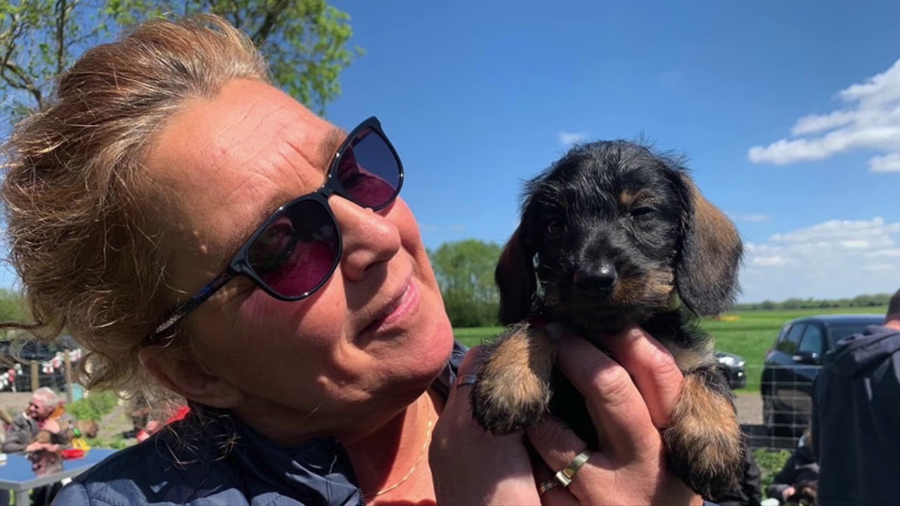 Ruwhaar Teckelkennel van 't Rief