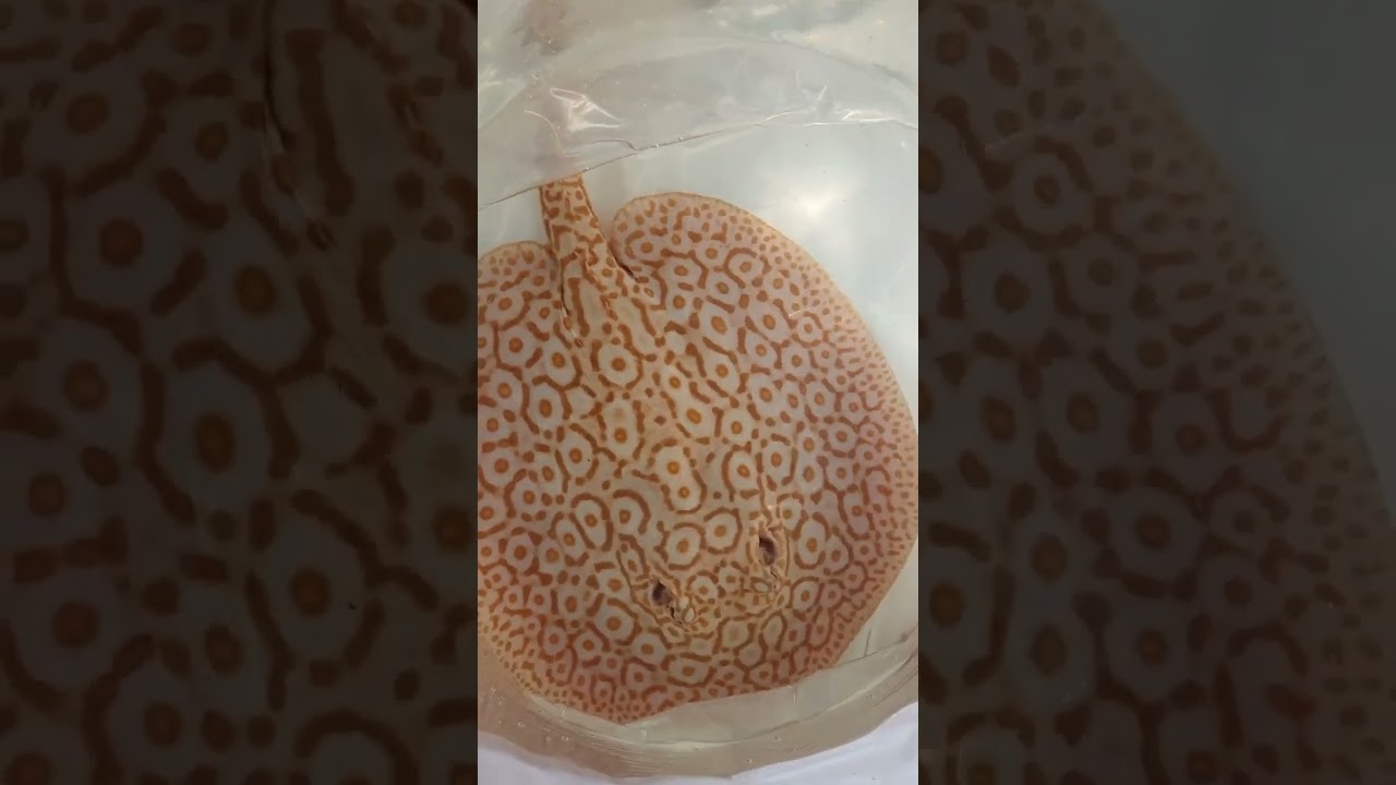 Albino pearl stingray !! showing with heart ❤️ #shorts #stingray #petshorts