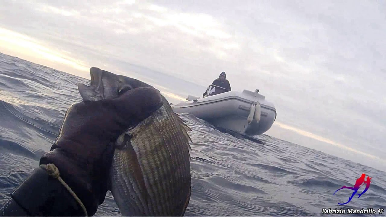 Pescasub - Saraghi e Saragoni -    White Seabreams