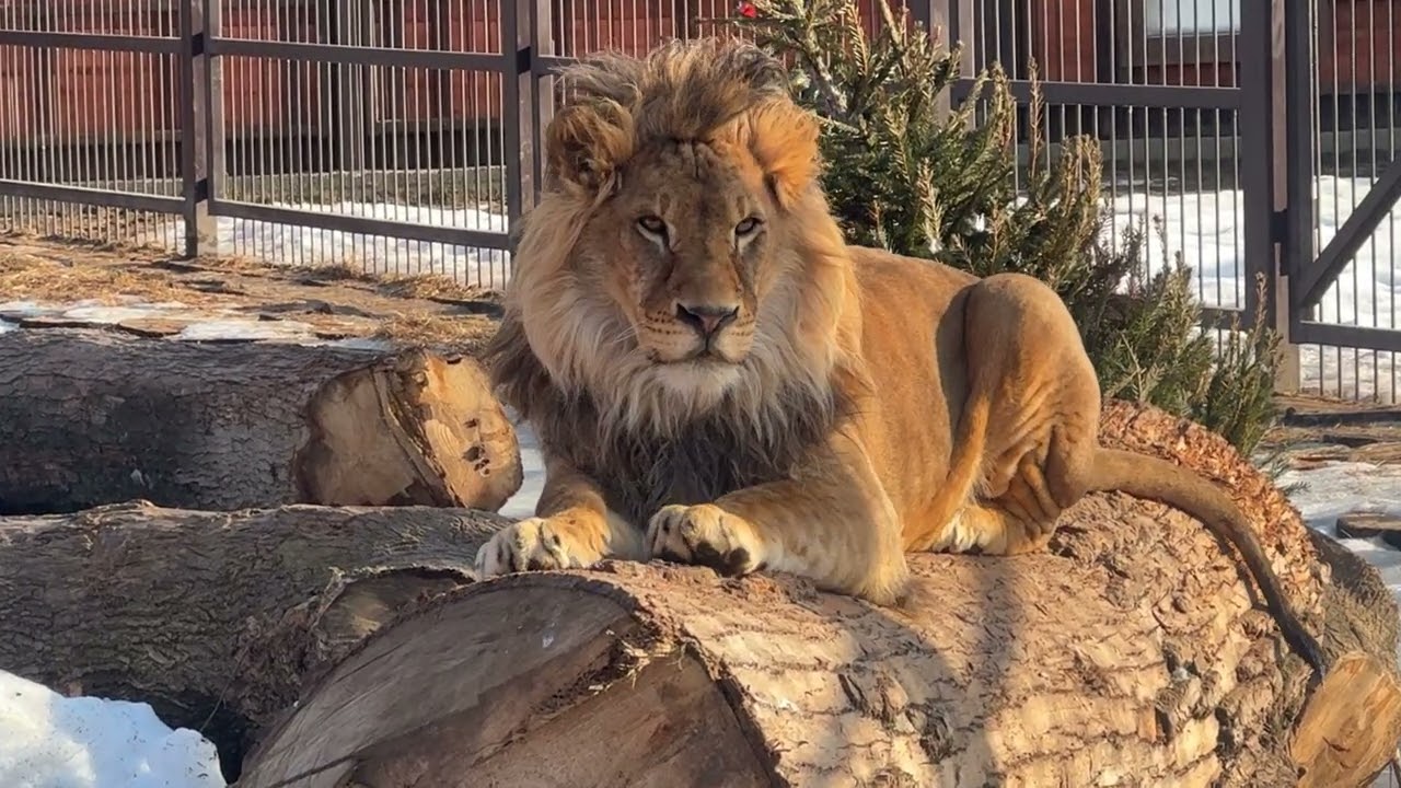 Утро в тигрятнике #lion #bigcat #животные #шерхан #animals #zoo #минскийзоопарк 