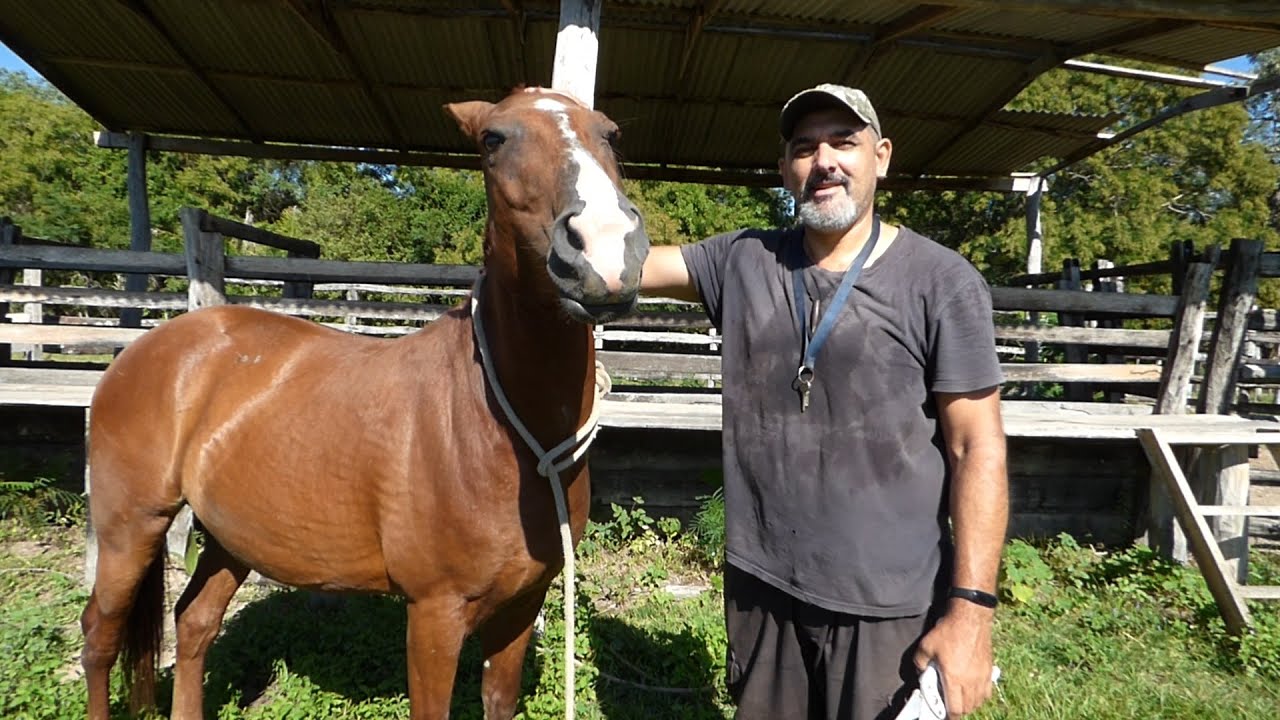 🐴 Recortando la crin a los caballos