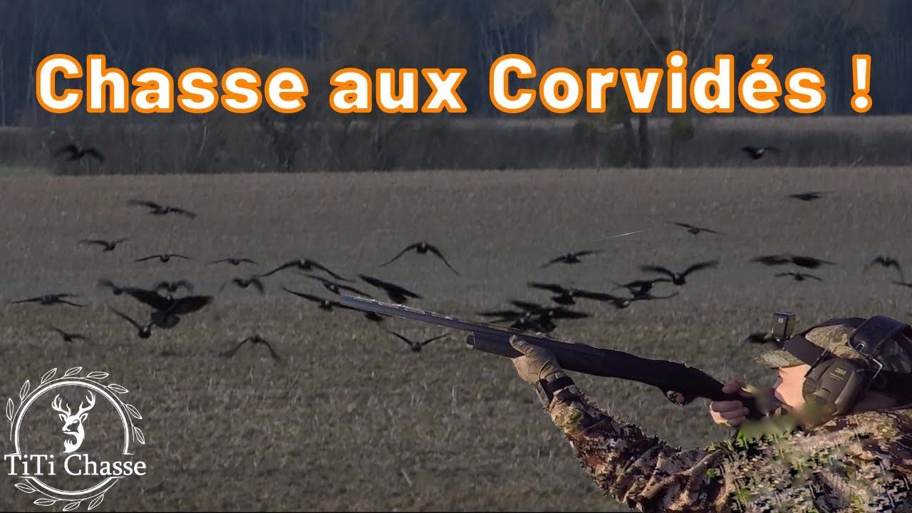 Chasse aux corvidés (corbeaux et corneilles)