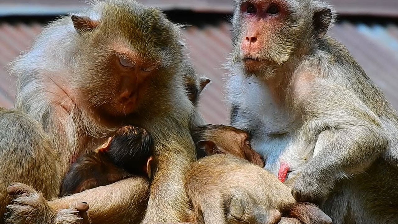 Great time for two monkeys comfort their kids in the same time #Brianna#Jane