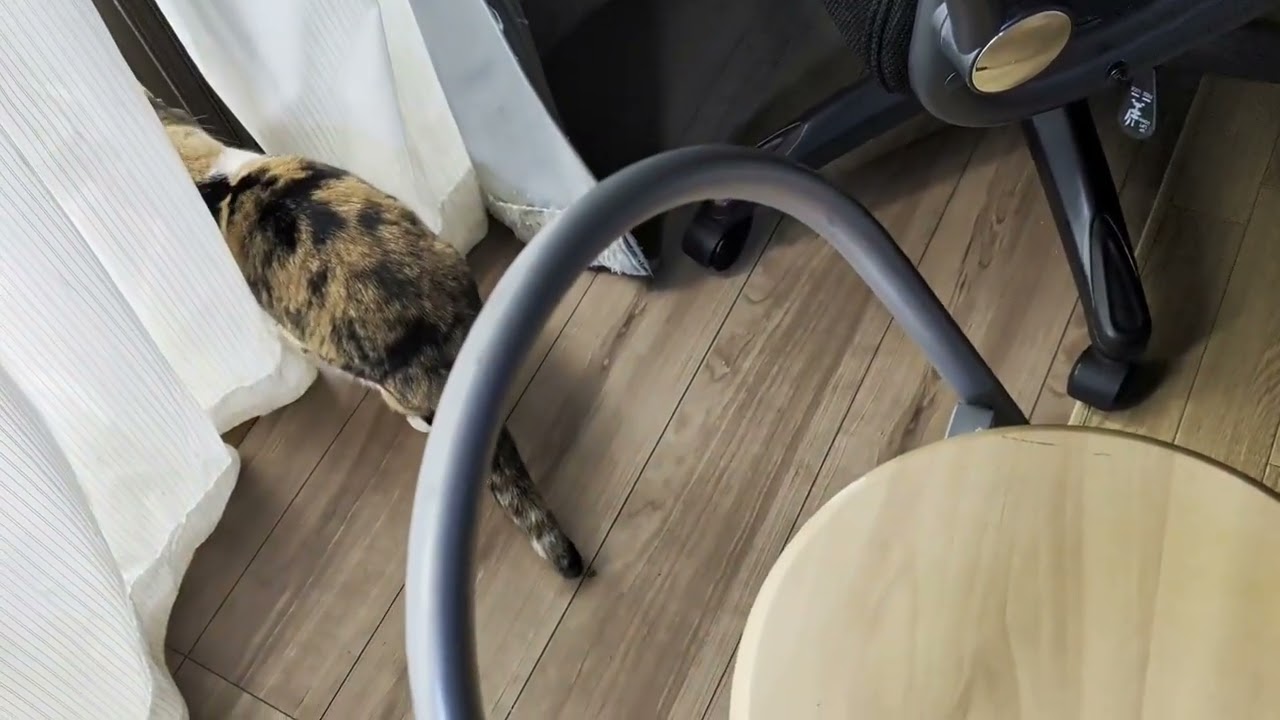 Around window【Stella】
