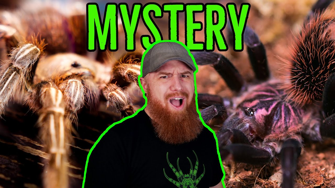 Unboxing Xenesthis intermedia in Tarantula MYSTERY BOX!