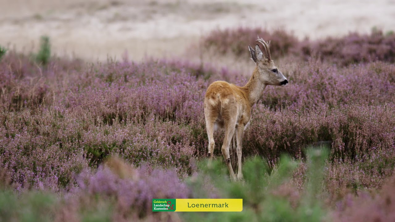 Dieren op de heide