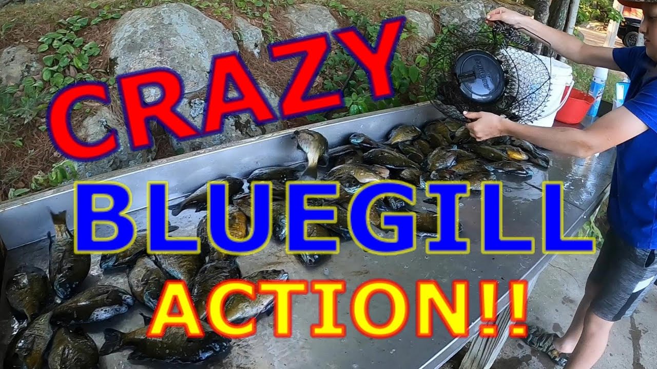 BLUEGILL FISHING NORTHERN WISCONSIN