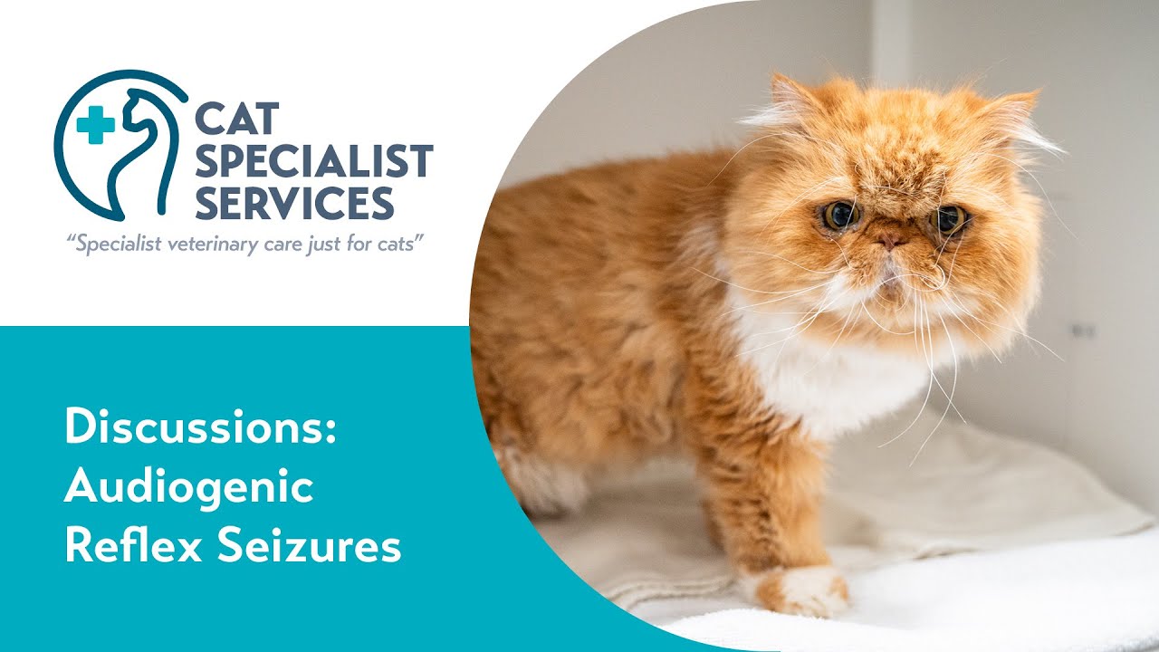 Audiogenic Reflex Seizures in Cats
