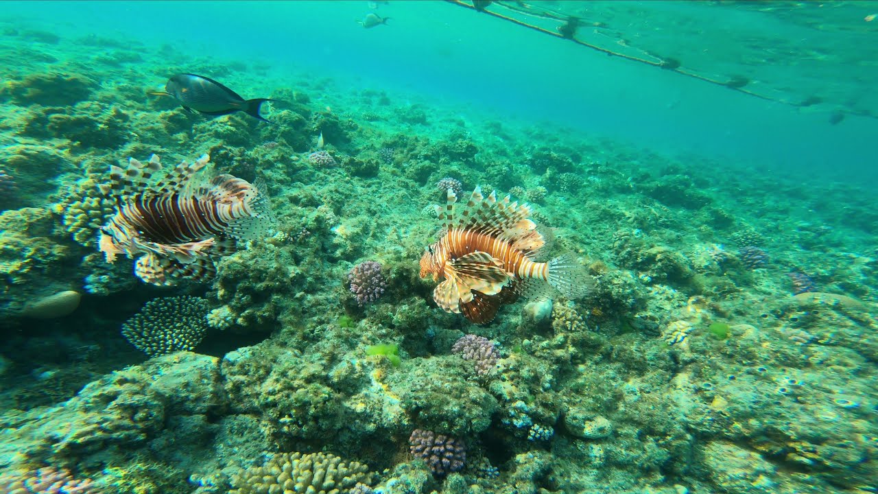 Underwater world of Abu Dabab Bay *Marsa Alam* Red Sea | 4K