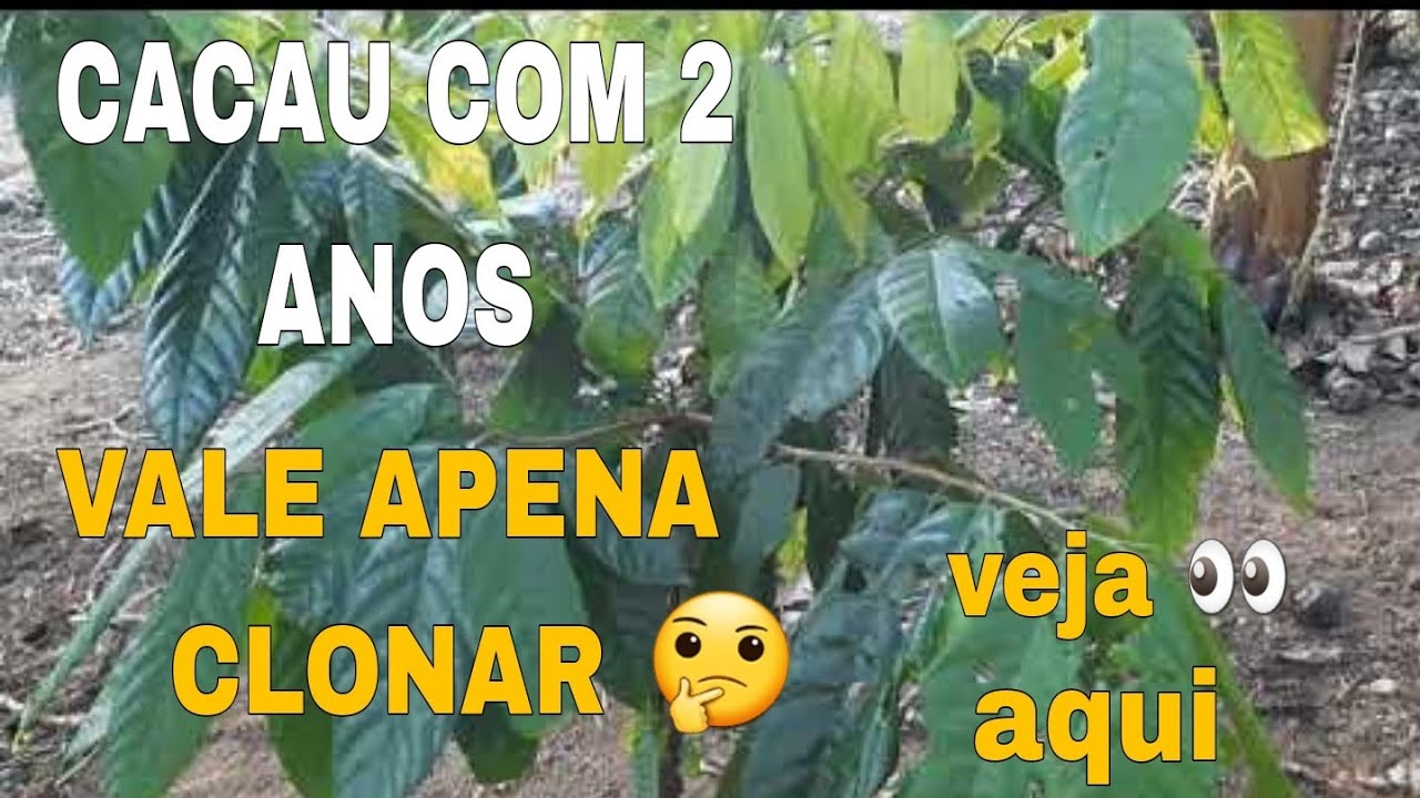 🛑 CACAU COMUM COM 2 ANOS 😱 VALE APENA CLONAR??🤔