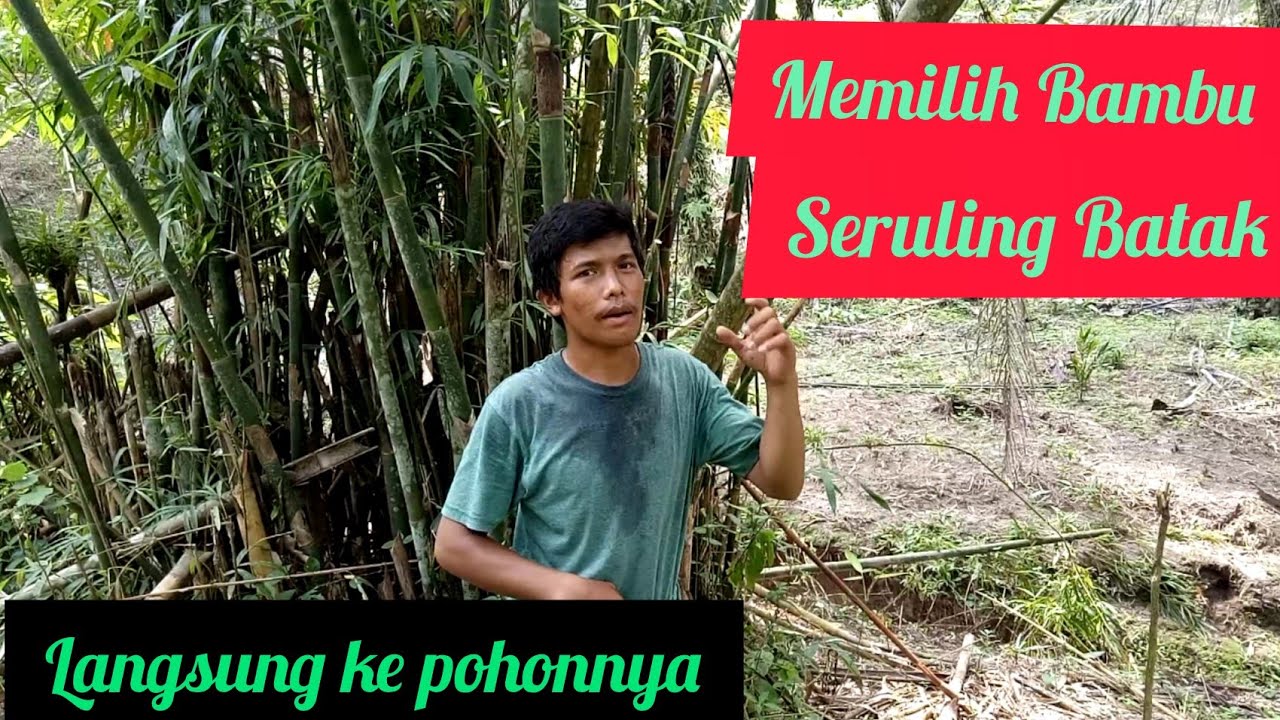 Memilih bambu seruling langsung dari pohonnya ||  cara membuat seruling batak toba