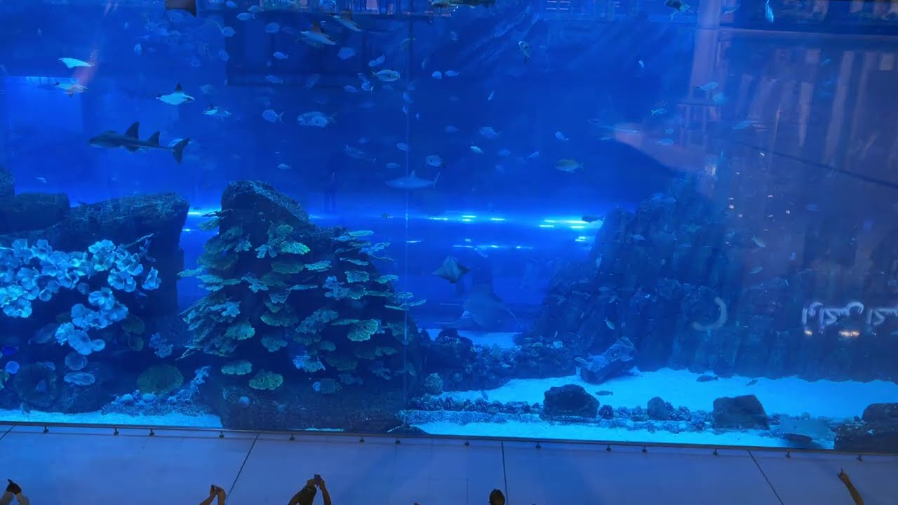 19 mins of Dubai Aquarium 